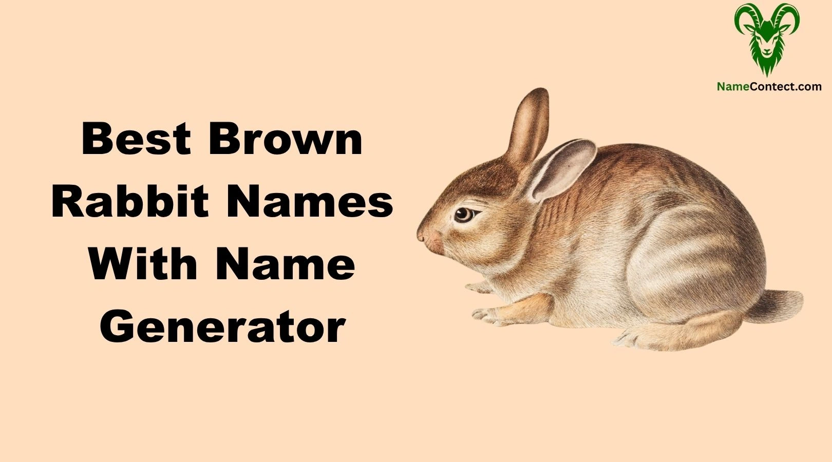 Best Brown Rabbit Names With Name Generator