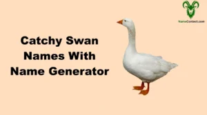 Catchy Swan Names With Name Generator