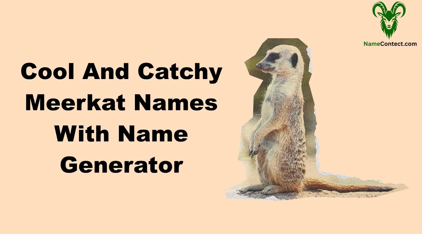 Cool And Catchy Meerkat Names With Name Generator
