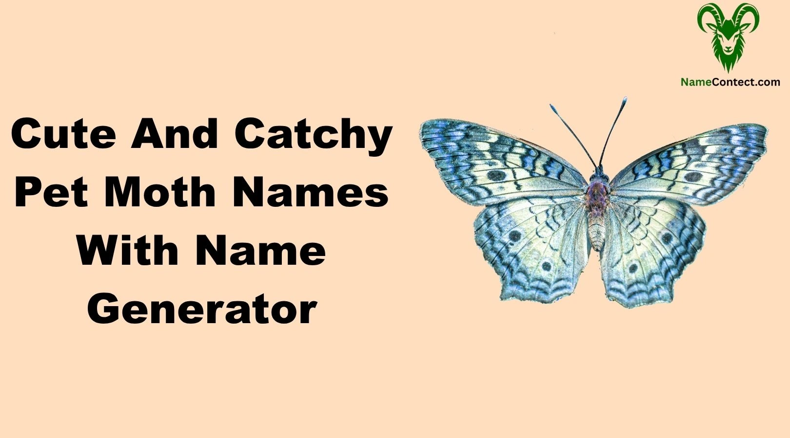 Cute And Catchy Pet Moth Names With Name Generator